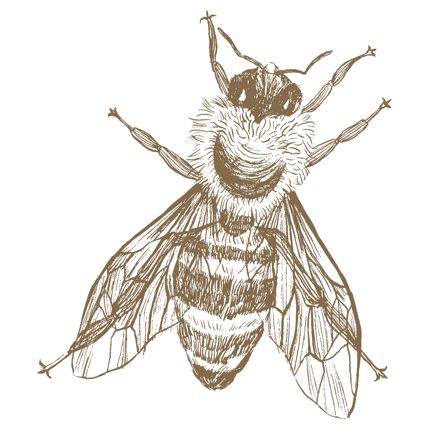 Bee icon for bee removal in central Texas 