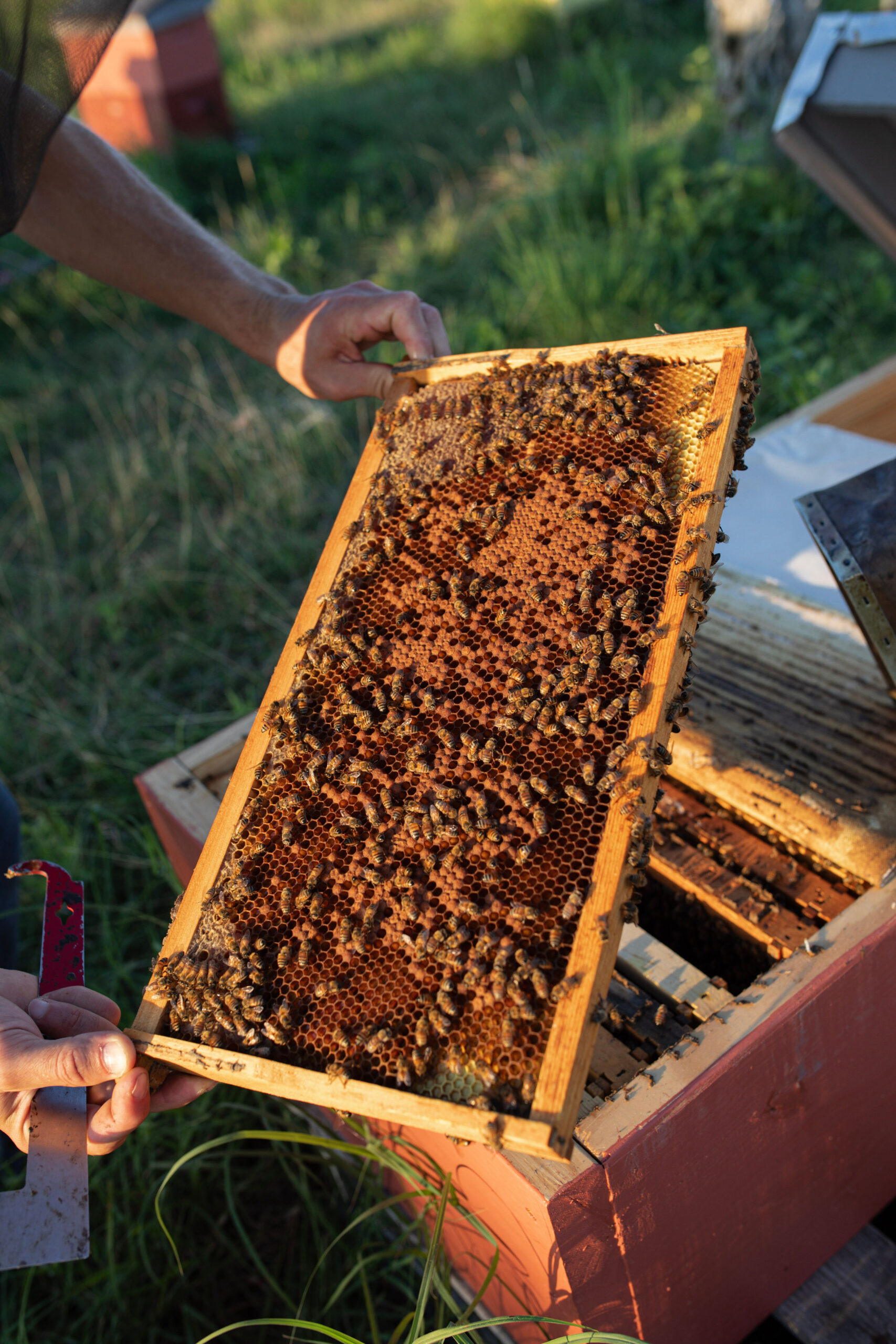 Honey comb for Texas beekeepers 