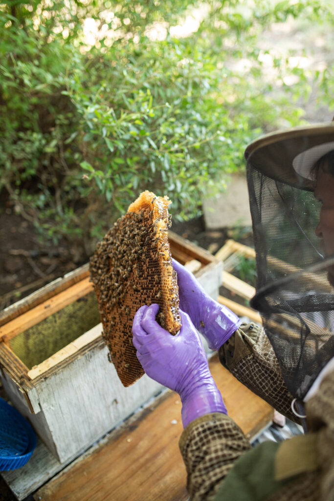 Beekeeper putting hive from a removal in to a bee box