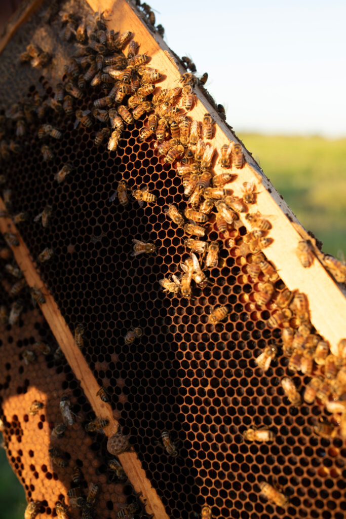 Texas Bees on a bee hive