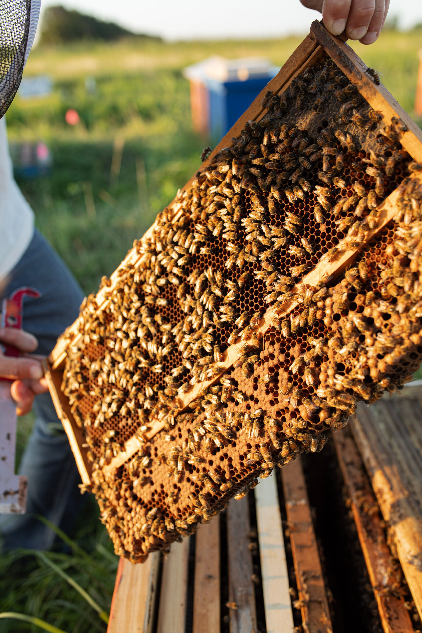 beekeeper taking care of tx bees