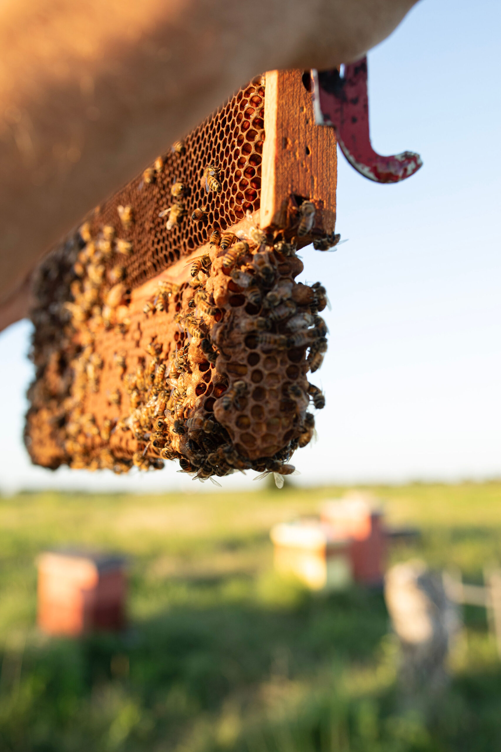 bees on a frame making raw Texas honey